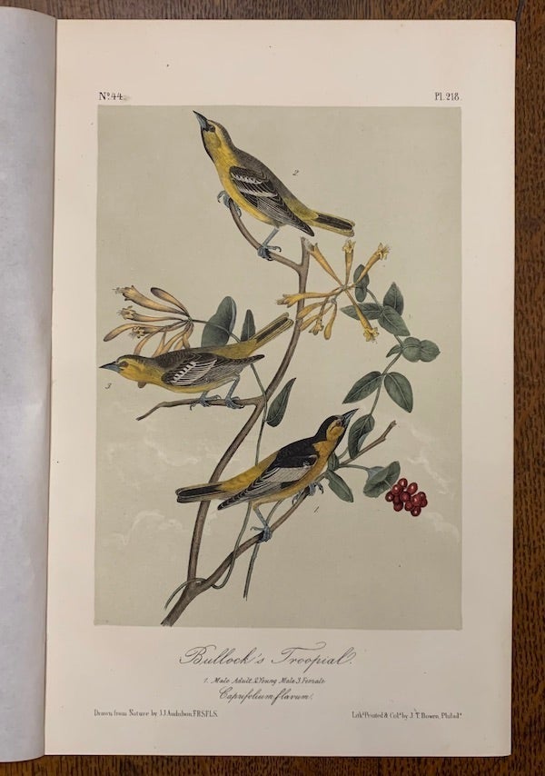 Item #19461 Bullock's Troopial: Plate #218 from Birds of America. John J. Audubon.