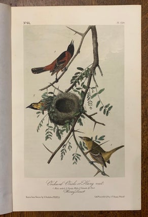 Orchard Oriole, or Hang Nest: Plate #219 from Birds of America. John J. Audubon.