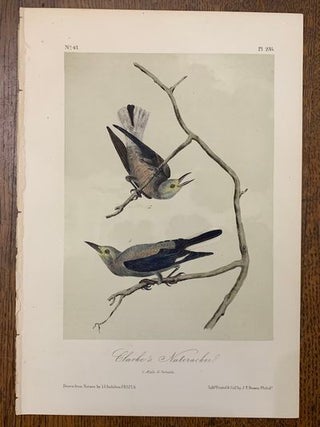 Item #19463 Clarke's Nutcracker: Plate #235 from Birds of America. John J. Audubon