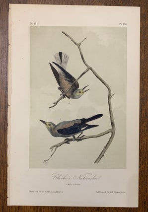 Item #19463 Clarke's Nutcracker: Plate #235 from Birds of America. John J. Audubon