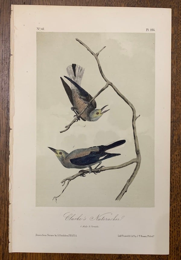 Item #19463 Clarke's Nutcracker: Plate #235 from Birds of America. John J. Audubon.