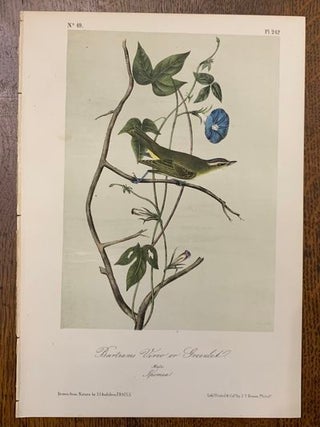 Item #19464 Bartrams Vireo or Greenlet: Plate #242 from Birds of America. John J. Audubon