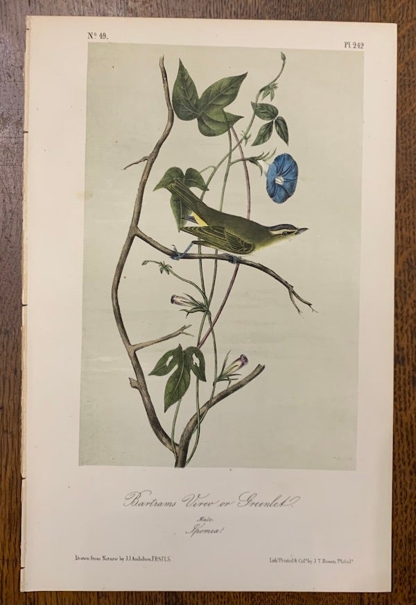 Item #19464 Bartrams Vireo or Greenlet: Plate #242 from Birds of America. John J. Audubon.