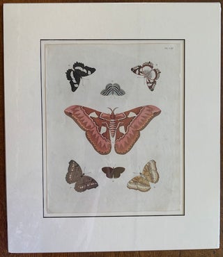 Papillons Exotiques des Trois Parties du Monde: Plate VIII, Aurota, Doris, Tipha, Laomedia. Pierre Cramer.