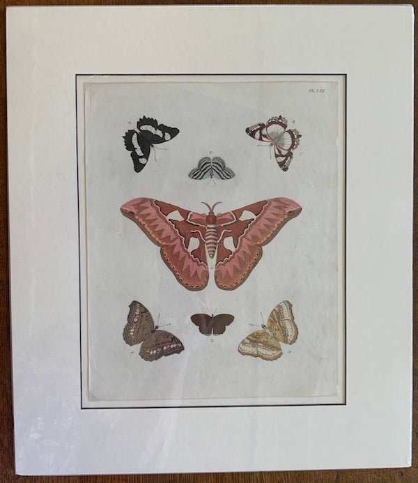 Item #19465 Papillons Exotiques des Trois Parties du Monde: Plate VIII, Aurota, Doris, Tipha, Laomedia. Pierre Cramer.