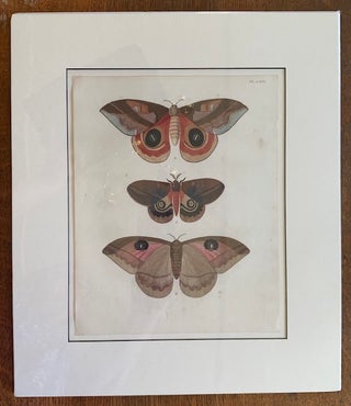 Item #19466 Papillons Exotiques des Trois Parties du Monde: Plate LXIV, Janus and Egeus. Pierre...