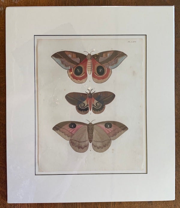 Item #19466 Papillons Exotiques des Trois Parties du Monde: Plate LXIV, Janus and Egeus. Pierre Cramer.