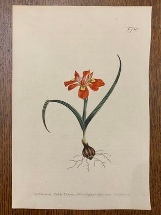 Item #19469 Curtis Botanical Magazine Plate 750: Moraea Papilonacea, Dwarf Moraea. William Curtis