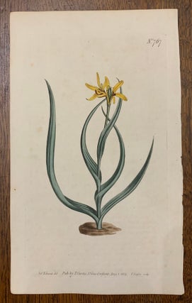Item #19470 Curtis Botanical Magazine Plate 767: Melanthium Uniflorum, Yellow Melanthium. William...