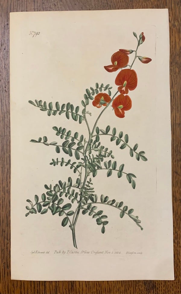 Item #19471 Curtis Botanical Magazine Plate 792: Colutea Galegifolia, Small-Leaved Bladder-Senna. William Curtis.