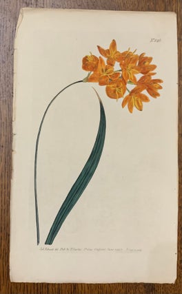 Item #19472 Curtis Botanical Magazine Plate 846: Ixia Erecta, v. Lutea, Yellow Upright Ixia....