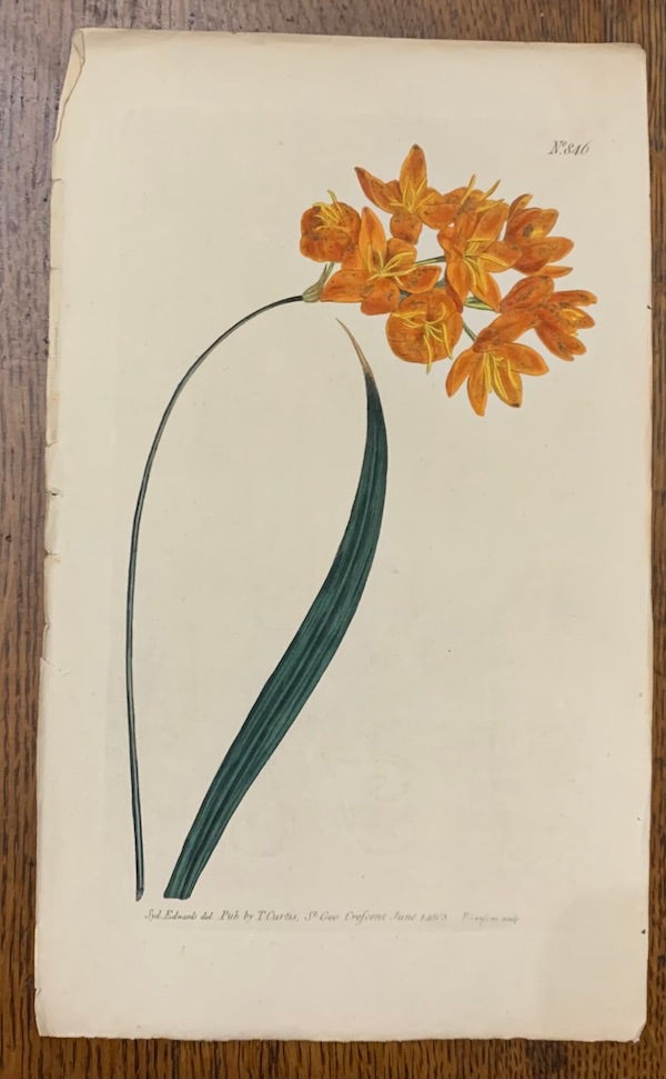 Item #19472 Curtis Botanical Magazine Plate 846: Ixia Erecta, v. Lutea, Yellow Upright Ixia. William Curtis.