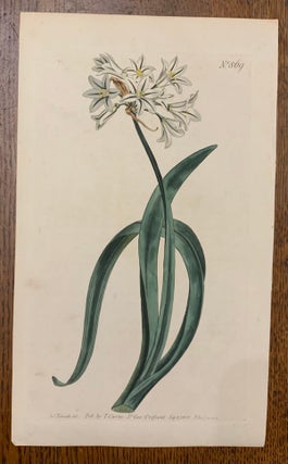 Item #19473 Curtis Botanical Magazine Plate 869: Allium Triquetrum, Three-Edged Garlick. William...