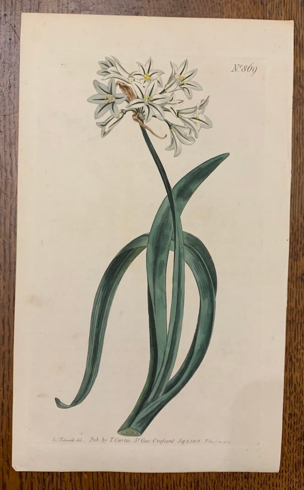 Item #19473 Curtis Botanical Magazine Plate 869: Allium Triquetrum, Three-Edged Garlick. William Curtis.