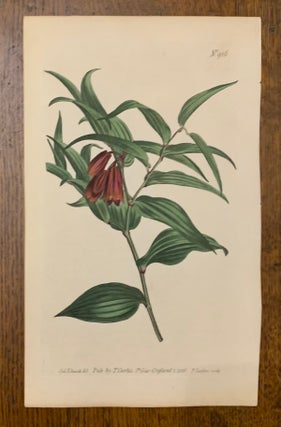 Item #19474 Curtis Botanical Magazine Plate 916: Uvularia Chinensis, Brown-Flowered Uvularia....